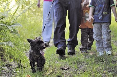 Dog walking | Scottish Outdoor Access Code