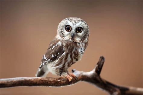 Owls In Ohio 8 Species With Pictures Wild Bird World