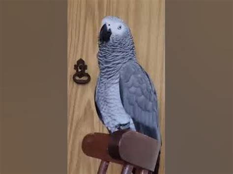 Мамин красивый серый козел - YouTube