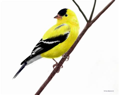 The Best Free Goldfinch Drawing Images Download From 47 Free Drawings