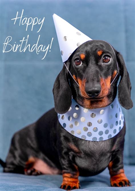 Happy Birthday Party Dachshund Card – Pops And Coco