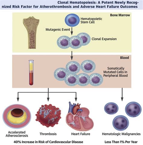 Clonal Hematopoiesis Of Indeterminate Potential