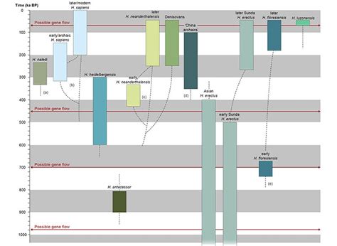 Homo Habilis Timeline