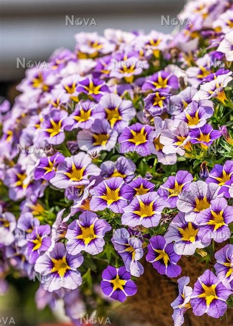 Calibrachoa Tik Tok ® Sky Blue
