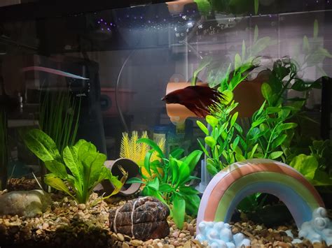 Swim Bladder Rbettafish