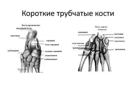 Строение опорно-двигательного аппарата - online presentation