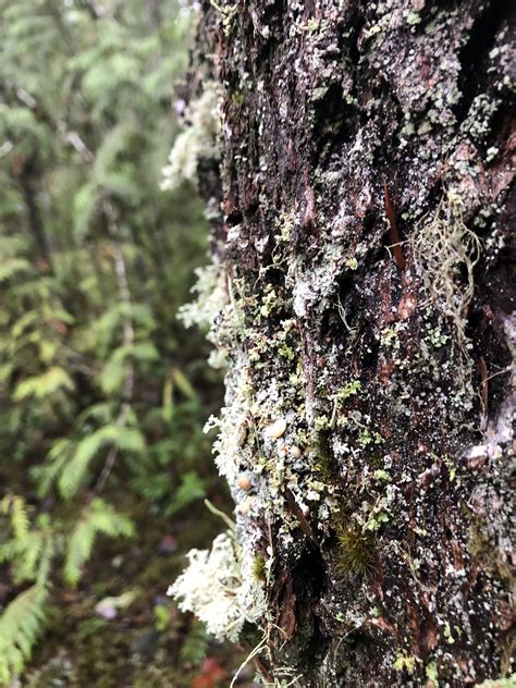 Vancouver Island Rlichen
