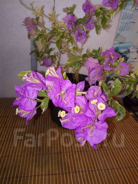 Бугенвиллия глабра variegata - Растения во Владивостоке