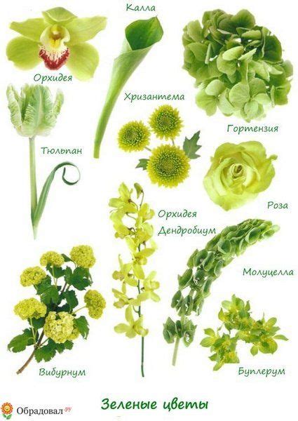 various types of flowers and their names on a white background