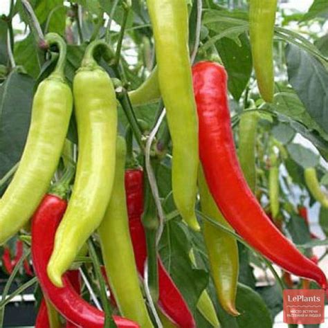 Перец горький 'Слоновый хобот 304' — описание сорта, характеристики ...