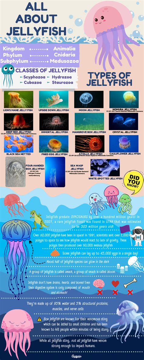 Species Of Jellyfish