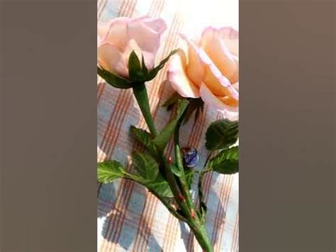 Одна веточка из букета.Кустовые розы холодный фарфор. - YouTube