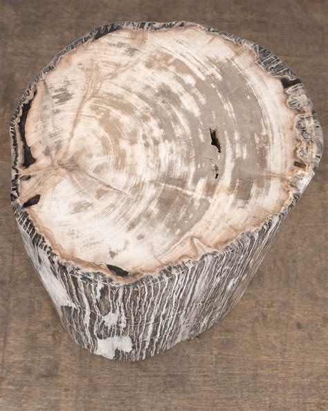Petrified Wood Side Table At 1stdibs