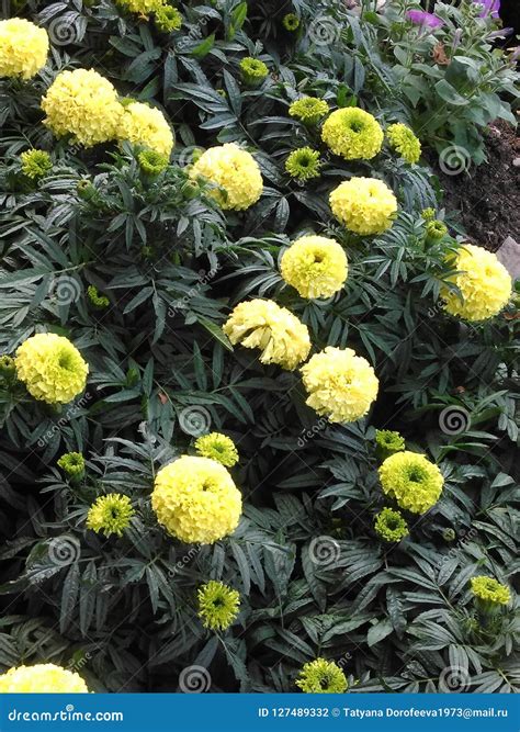 Beautiful Yellow Blossoms Garden Flowers Stock Photo Image Of