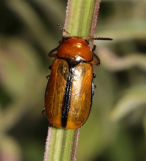 Clay Colored Leaf Beetle Dorsal Anomoea Laticlavia Bugguide Net