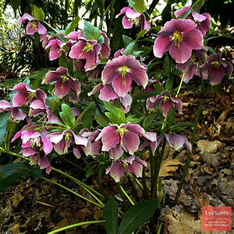 Морозник восточный (Helleborus orientalis) — описание, выращивание ...