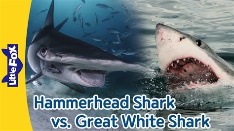 Hammerhead Shark Vs Great White Shark Differences Between Hammerhead Sharks And Great White