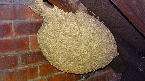 Wasp Nest In Attic