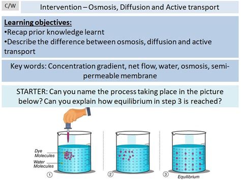 Revision Diffusion Osmosis And Active Transport Teaching Resources