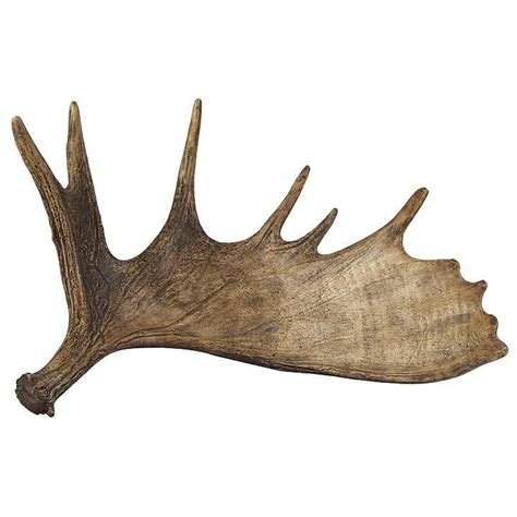 Moose Antlers Drawing at GetDrawings | Free download