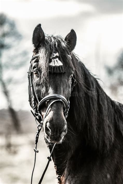 Andalusian Stallion Stock Image Image Of Green Raza 142971039