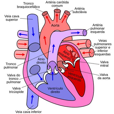 Coração E Pedículo Vascular De Configuração E Dimensões Anatômicas