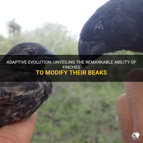 Adaptive Evolution: Unveiling The Remarkable Ability Of Finches To
