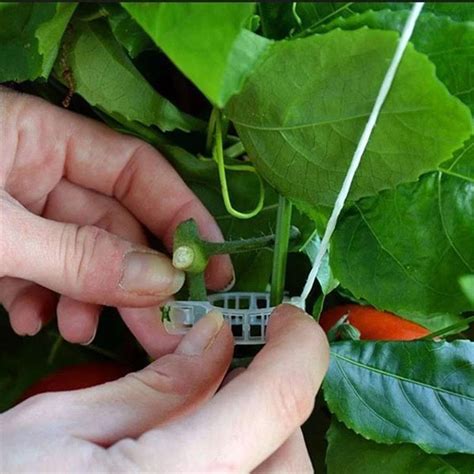 Tuteur Plante Clips En Plastique Pour Plantes Tomate Supports En