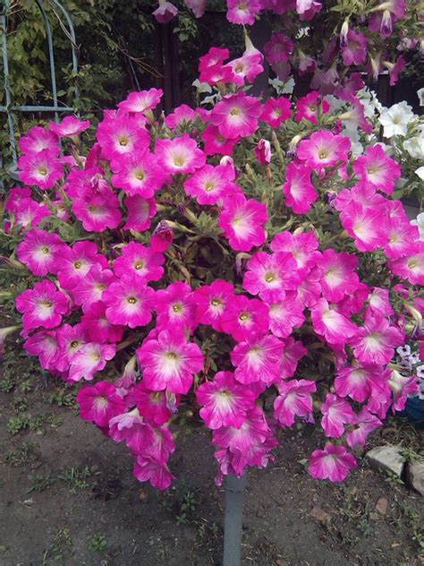 Петуния в кашпо. . Обсуждение на LiveInternet - Российский Сервис ...