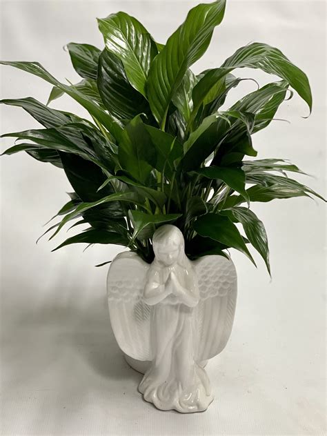 Praying Angel Peace Lily In Philadelphia Pa Philadelphia Flower Co