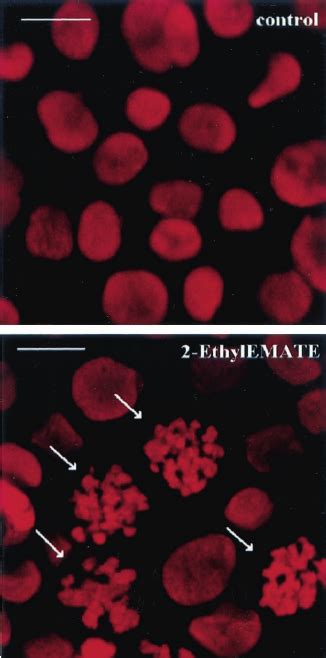 Mitotic Arrest Induced By Sulfamoylated Estrone Derivatives Mcf7 Cells