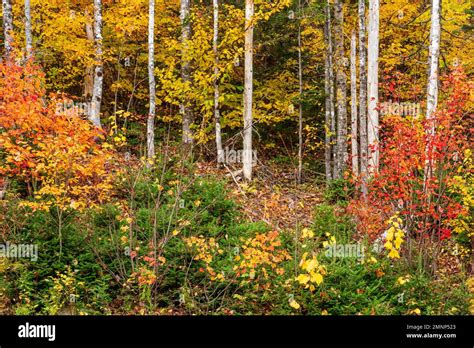 Fall Foliage Color Along The Cabot Trail Cape Brreton Island Nova