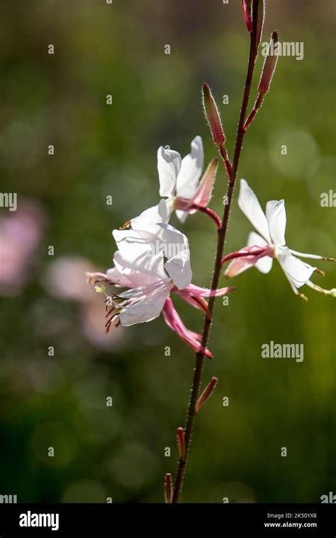 Gaura Lindheimeri ‘whirling Butterflies Stock Photo Alamy