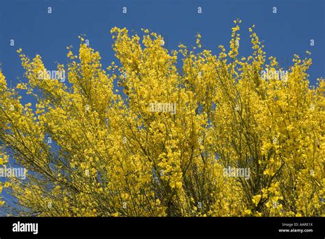 Palo Verde Tree in Bloom Arizona Stock Photo - Alamy