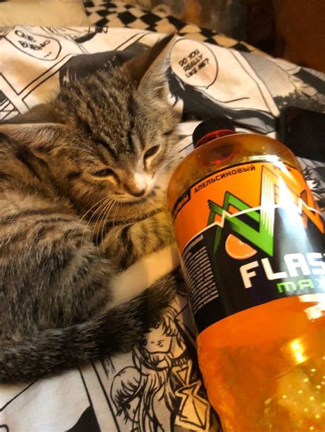 кот и энергетик