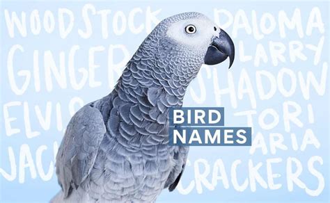 Parakeet Names: The 500 Most Popular Names for Parakeets - blackvelvetpets