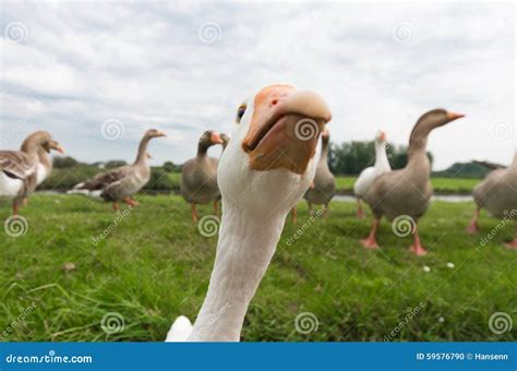 Hungry Geese Stock Photo Image Of Curious Head Wildlife 59576790