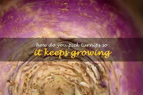 How Do You Pick Turnips So It Keeps Growing Shuncy
