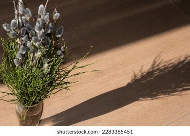 Bouquet Pussy Willow Images Stock Photos Vectors Shutterstock