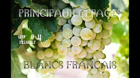 Vin Telligible Les Principaux C Pages Blancs Fran Ais Youtube