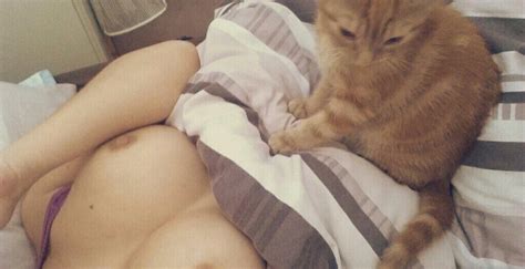 Cat Felidae Skin Small To Medium Sized Cats Porn Pic