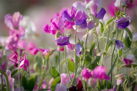 2 Sweet Pea Hd Wallpapers Background Images Wallpaper Abyss