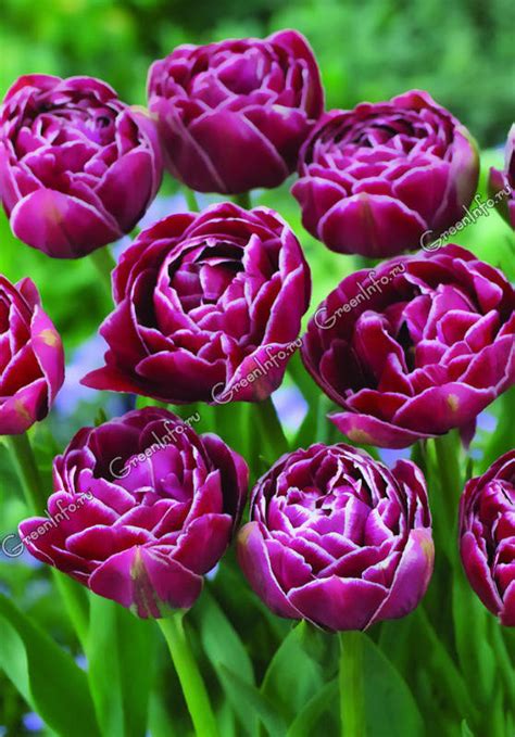 Выбираем махровые поздние тюльпаны