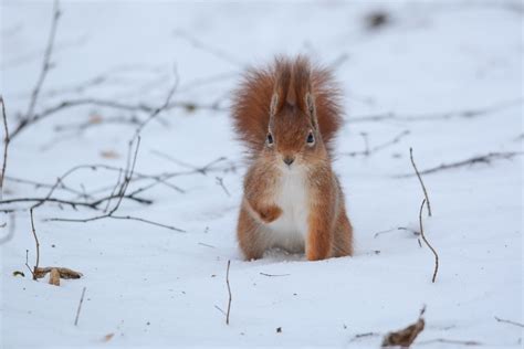 Белка без лапки | Yuriy Kuz'menok | Flickr