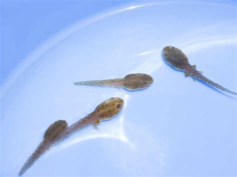 Do Koi Eat Tadpoles How And Why To Protect Your Tadpoles From Koi