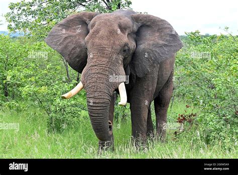 Kruger National Park, South Africa Stock Photo - Alamy