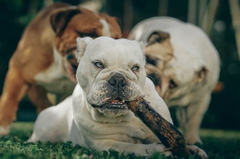 English Bulldog Puppies Wallpaper