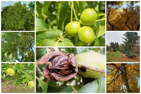 6 Evergreen Trees For Usda Zone 5 Gardens And Landscapes