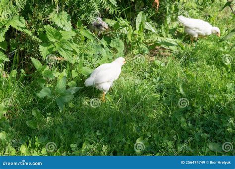 View Of Chickens Running On The Green Grass Stock Image Image Of Rural Grass 256474749