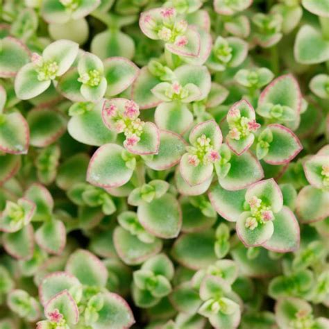 Crassula Pellucida Petit Bicolor Th Suculentas